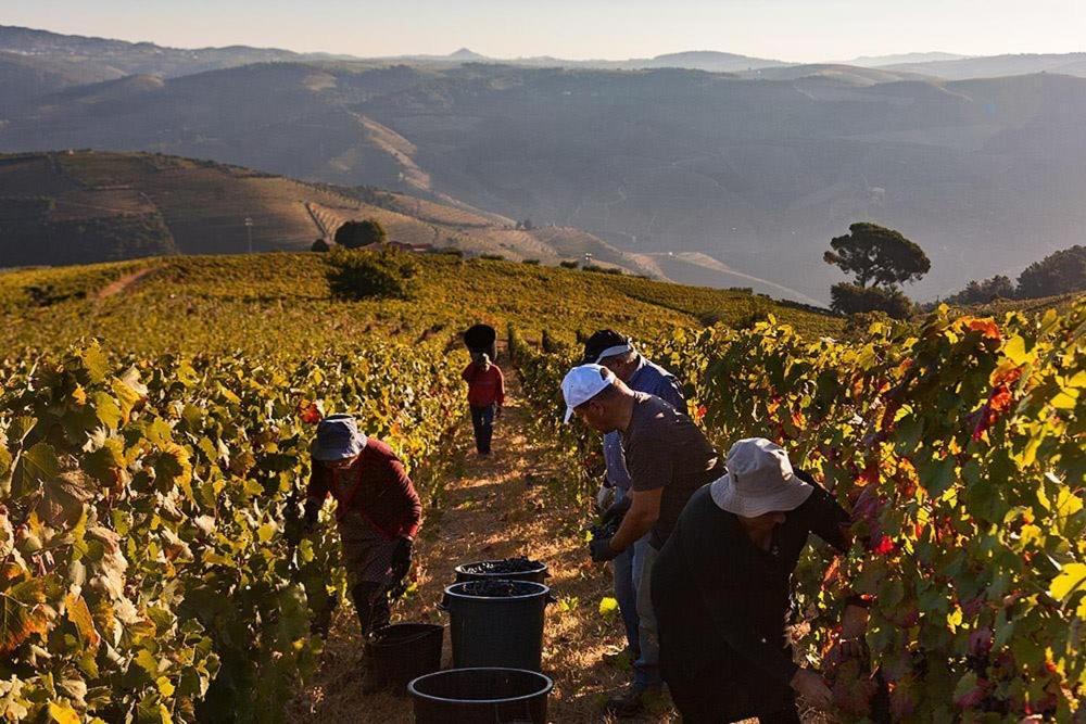 Quinta Dos Espinheiros Villa Provesende Luaran gambar