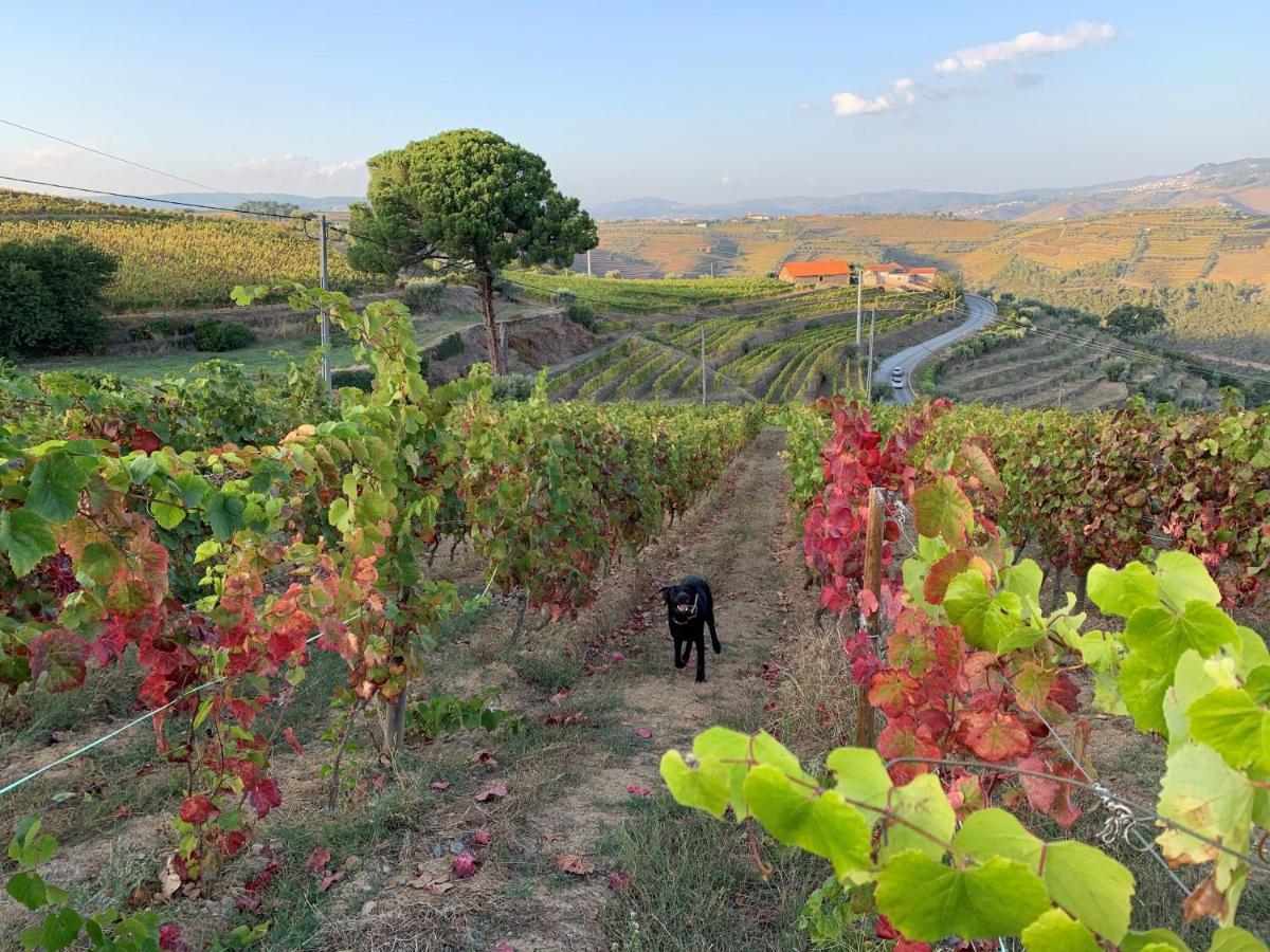 Quinta Dos Espinheiros Villa Provesende Luaran gambar