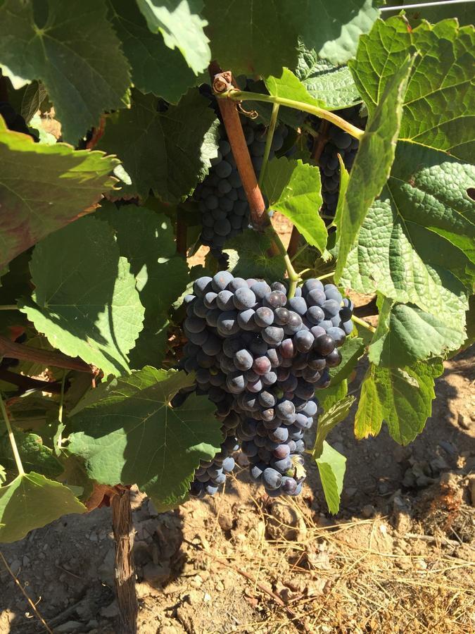 Quinta Dos Espinheiros Villa Provesende Bilik gambar